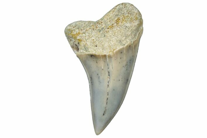 Fossil Shark Tooth (Carcharodon planus) - Bakersfield, CA #306813